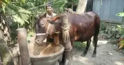 ভোলায় কৃষকের লালিত বিশালাকার গরু ‘জমিদার’, দাম ৪ লাখ টাকা