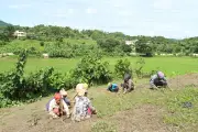 জুমচাষের কঠোর পরিশ্রম ও স্বপ্নের গল্প
