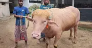 কোরবানির হাটে ডোনাল্ড ট্রাম্প নামের মহিষ, দর্শনার্থীদের ভিড়