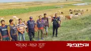 পদ্মার চরে ছিনতাই হওয়া ১৭৬ গরু উদ্ধার, পুলিশের অভিযান অব্যাহত