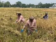 বৃষ্টিতে হাঁটুপানি জমে ধান কাটতে হিমশিম খাচ্ছেন কৃষকেরা