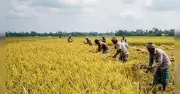 খুলনা অঞ্চলে বোরো ধান কাটা জোরকদমে, আবহাওয়ার চ্যালেঞ্জ মোকাবিলা