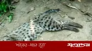নাটোরে ছাগলের ঘরে হানা, মেছোবাঘ পিটিয়ে হত্যা
