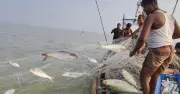 নিষেধাজ্ঞা শেষেও মেঘনায় ইলিশের দেখা নেই, জেলেরা হতাশ