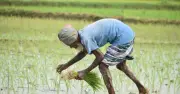 কৃষিঋণ খেলাপি ১২৪% বেড়ে ২২,৯১৫ কোটি টাকা, ব্যাংক খাতে শঙ্কা