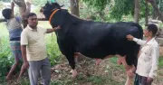রাঙ্গুনিয়ায় ৩৩ মণের ‘কালো মানিক’, দাম ১৩ লাখ টাকা