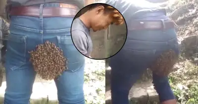 যুবকের পশ্চাৎদেশে মৌমাছির বাসা, ৩০ মিনিট স্থির দাঁড়িয়ে প্রাণ বাঁচালেন