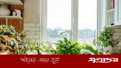 দাবদাহেও সবুজ রাখুন গাছ: গরমে পরিচর্যার কার্যকর উপায়