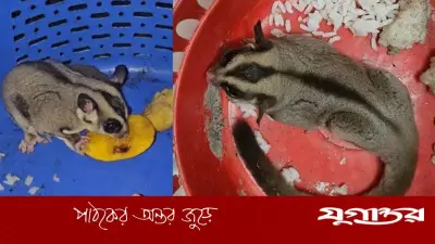 খুলনায় বিরল প্রাণীর সন্ধান, গন্ধগোকুল হতে পারে
