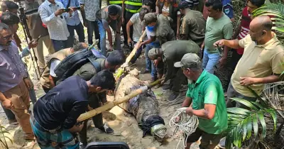 ঐতিহাসিক দিঘি থেকে কুমির সরানোয় ক্ষোভ মাজার খাদেমের