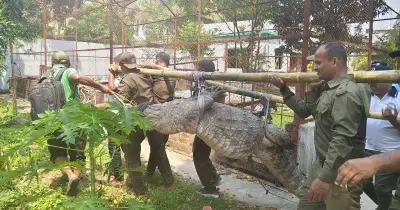 ঐতিহাসিক মাজারের দিঘি থেকে কুমির সরানোয় ক্ষোভ খাদেমের