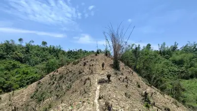 খাগড়াছড়িতে বন পুড়িয়ে কচুর মুখি চাষ, হুমকিতে জীববৈচিত্র্য
