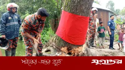 ঝড়ে পড়ে সোজা হওয়া গাছ কেটে ফেলল প্রশাসন