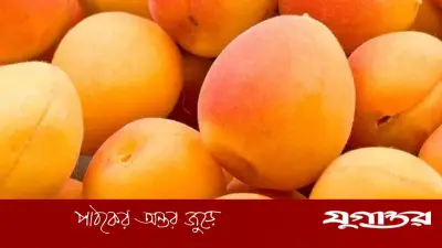 প্রতিদিন এপ্রিকট খেলে শরীরে কী ঘটে? জানালেন বিশেষজ্ঞরা