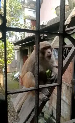 নাটোরে বানরের আক্রমণে ৩২ জন আহত, ডিসির কাছে আবেদন