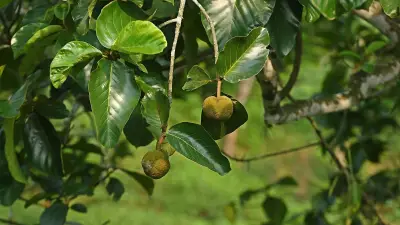 চা-বাগানের পথে চাম কাঁঠালের স্নিগ্ধ সৌন্দর্য