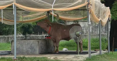 ডোনাল্ড ট্রাম্প মহিষ: বাদ পড়ে চিড়িয়াখানায়, বিতর্ক থামেনি
