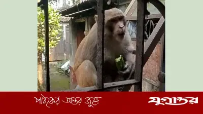 নাটোরে বানরের আক্রমণে আহত ৩২, রেহাই পেতে ডিসির কাছে আবেদন