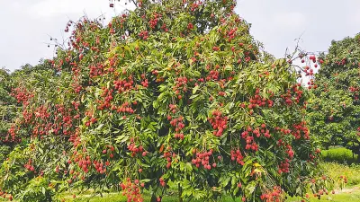 দিনাজপুরের লিচুর মৌসুম: গর্ব ও চ্যালেঞ্জের এক সমন্বয়