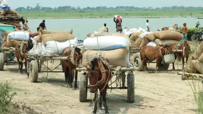 পদ্মা নদীর চরাঞ্চলের জীবনযাত্রার চিত্র
