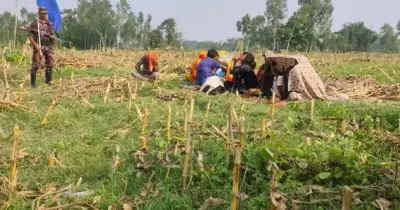 হরিপুর সীমান্তে শূন্যরেখা থেকে ১১ জনকে সরালো বিএসএফ