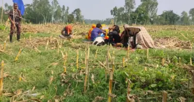 ভারতীয় বিএসএফ ১১ জনকে ফেরত নিল ঠাকুরগাঁও সীমান্ত থেকে