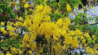 প্রকৃতির নয়নজুড়ানো মুহূর্ত: ব্রহ্মপুত্র থেকে শহরের জ্যাম