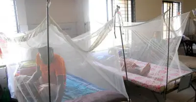 ডেঙ্গু ছড়ায় এডিস মশার কামড়ে, সরাসরি ব্যক্তি থেকে ব্যক্তিতে নয়