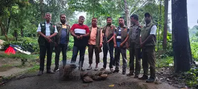 চকরিয়ায় বন বিভাগের অভিযানে উদ্ধার ১২ কচ্ছপ, গ্রেপ্তার ১