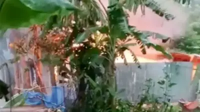 পাবনায় ধর্ষণ-হত্যার আসামিদের বাড়িতে আগুন, নিহত ৩