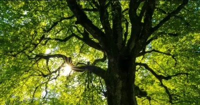 বাংলাদেশের সবুজ অভিযান: চীনের অভিজ্ঞতা থেকে শিক্ষা নিয়ে সঠিক গাছ রোপণ