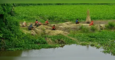 ব্রাহ্মণবাড়িয়ায় পাটের বাম্পার ফলন, দাম নিয়ে শঙ্কা কৃষকদের