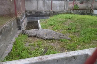 উদ্ধারকৃত কুমির ১৯ দিনেও খাবার মুখে তোলেনি, বন বিভাগ বলছে উদ্বেগের কারণ নেই