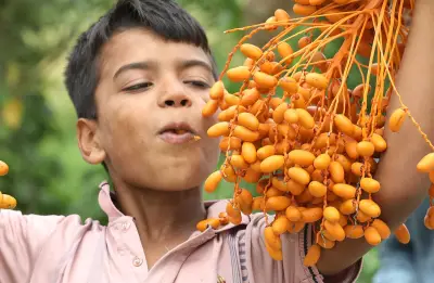 পথের ধারে গাছে ঝুলছে খেজুর, কিশোরদের উৎসব