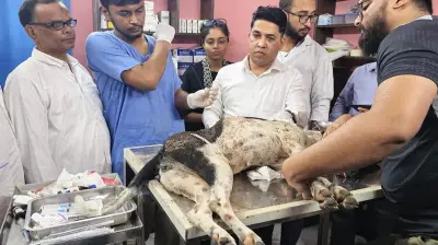 বগুড়ায় কুকুর কুপিয়ে জখম: প্রধানমন্ত্রীর নির্দেশে মামলা, গ্রেপ্তার ১