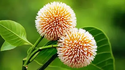 আষাঢ়ের প্রথম দিনে কাউনিয়ায় বৃক্ষরোপণ, লেবাননে ইসরায়েলি হামলা, জবাব দেবে ইরান