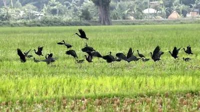 বগুড়ায় কাস্তেচরা পাখির ঝাঁক, মাঠে খাবারের সন্ধানে