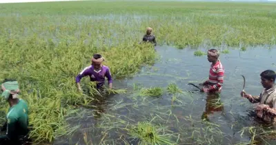 উত্তরের চার জেলায় বন্যার শঙ্কা, তিস্তা-ধরলা-দুধকুমারের পানি বিপৎসীমার ওপরে