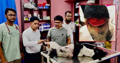 পথকুকুর জখমের অভিযোগে ফার্নিচার ব্যবসায়ী গ্রেপ্তার