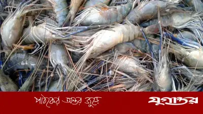 চিংড়িতে ক্ষতিকর জেলি পুশ: অসাধু চক্রের মরণখেলা, জনস্বাস্থ্যে মারাত্মক ঝুঁকি