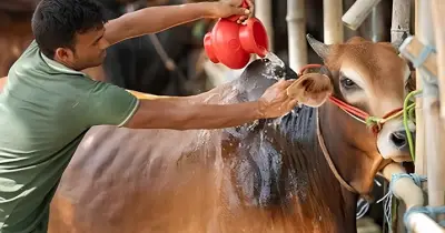 আশুরায় পশু জবাই কি জায়েজ? ইসলাম কী বলে?