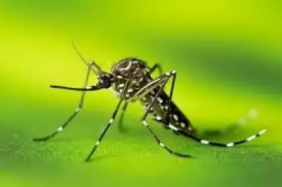 গাজীপুরে ডেঙ্গু আক্রান্ত ৯ বছরের শিশুর মৃত্যু