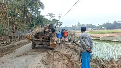 নোয়াখালীতে সরকারি গাছ কাটা: তদন্ত প্রতিবেদন চাপা দেওয়ার অভিযোগ