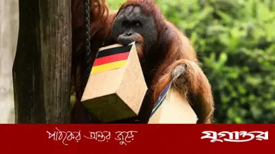 ওরাংওটাং ওয়াল্টারের ভবিষ্যদ্বাণী: জার্মানি আজ ইকুয়েডরের কাছে হারবে