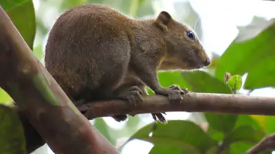 পাবনা শহরের সড়ক বেহাল, দুর্ভোগে নগরবাসী