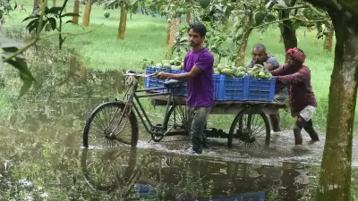 পদাগঞ্জে হাঁড়িভাঙা আমের বাম্পার ফলন, বৃষ্টি উপেক্ষা করে চাষিদের ব্যস্ততা