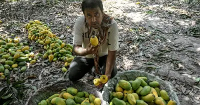 মধ্যপ্রাচ্য সংকটে পাকিস্তানের আম রপ্তানি ৩০% কমার আশঙ্কা