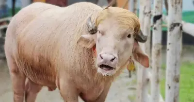 ডোনাল্ড ট্রাম্প খ্যাত সাদা মহিষ বিএলআরআইতে স্থানান্তর