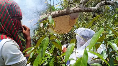 ছয় বছরের মধ্যে সর্বনিম্ন মধু আহরণ সুন্দরবনে, কমেছে ৪৫ শতাংশ