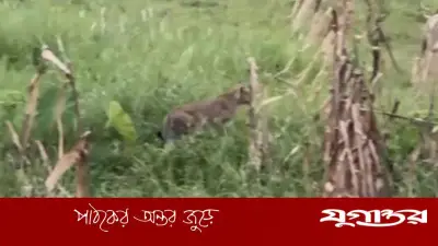 নাটোরে বাঘ সদৃশ প্রাণী দেখে আতঙ্ক, বন বিভাগ বলছে বড় শেয়াল